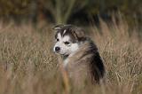 ALASKAN MALAMUTE 476